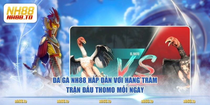 Đá gà NH88 hấp dẫn với hàng trăm trận đấu Thomo mỗi ngày 